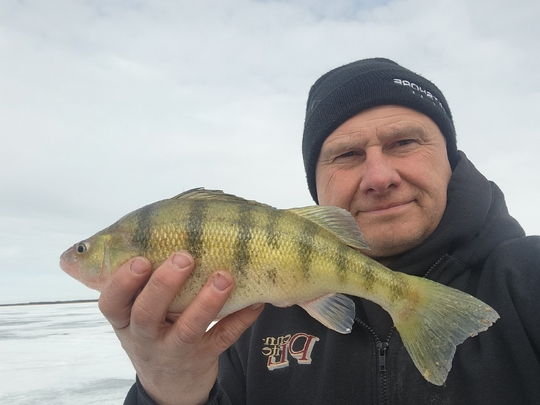 Yellow Perch