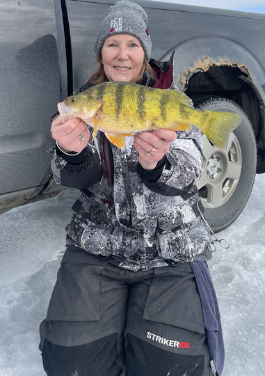 Yellow Perch