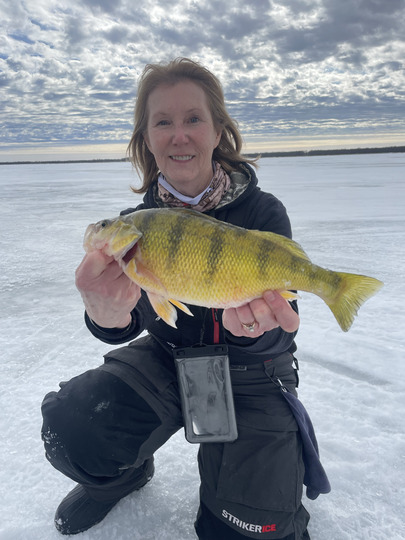 Yellow Perch