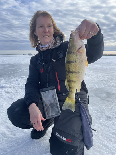 Yellow Perch