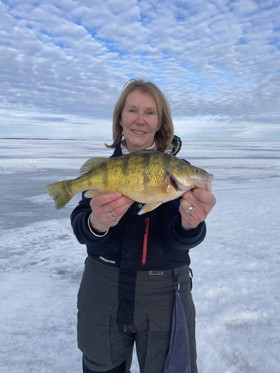Yellow Perch