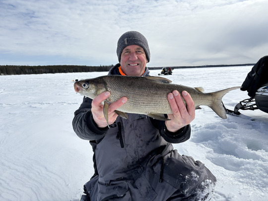 Lake Whitefish