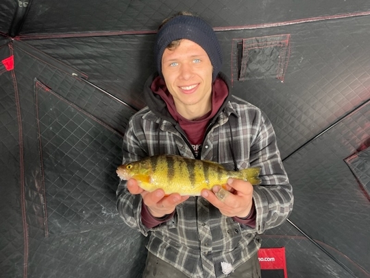 Yellow Perch