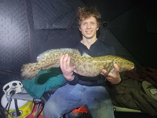 Burbot