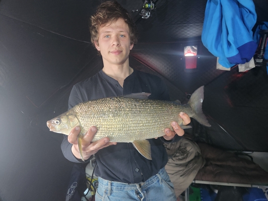 Lake Whitefish