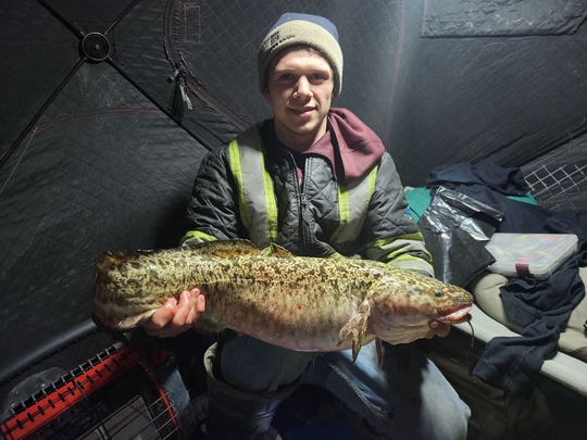 Burbot