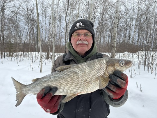 Lake Whitefish