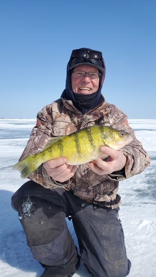 Yellow Perch