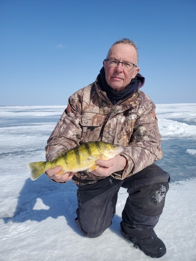 Yellow Perch