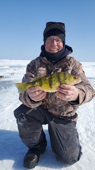Yellow Perch