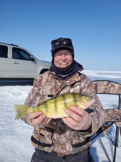 Yellow Perch