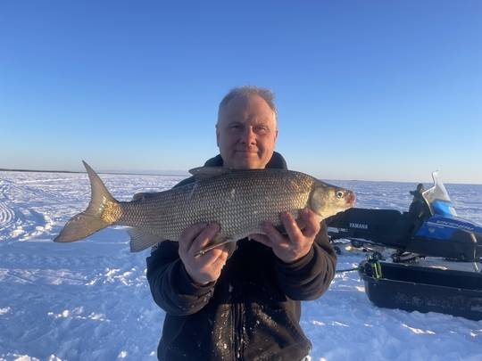 Lake Whitefish