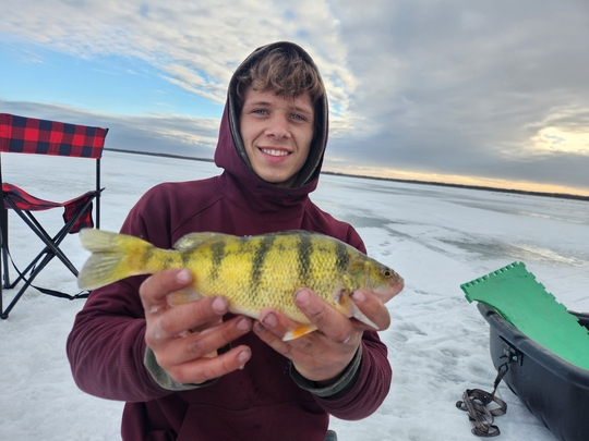 Yellow Perch