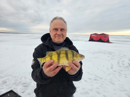 Yellow Perch