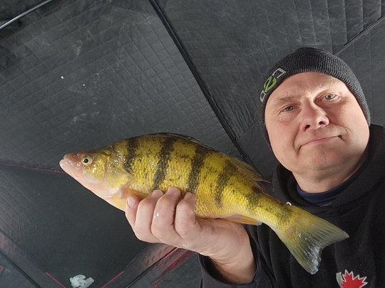 Yellow Perch