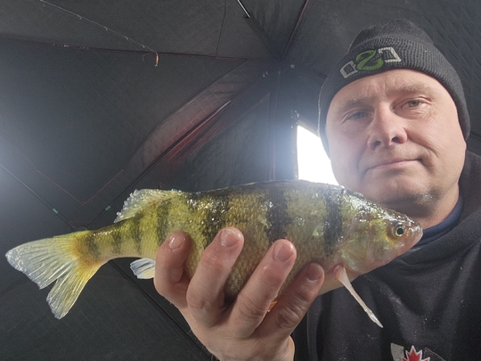Yellow Perch
