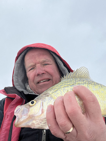 Black Crappie