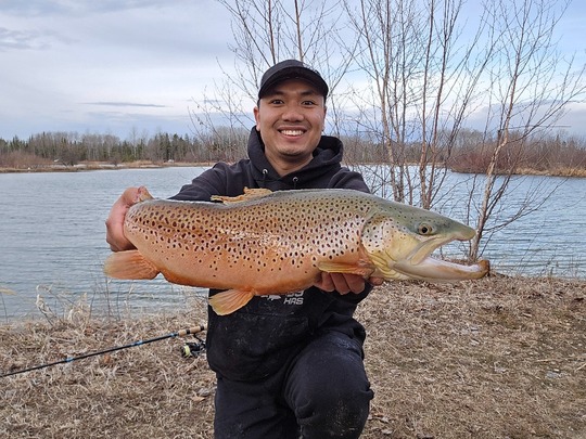 Brown Trout