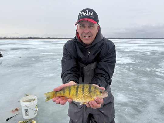 Yellow Perch
