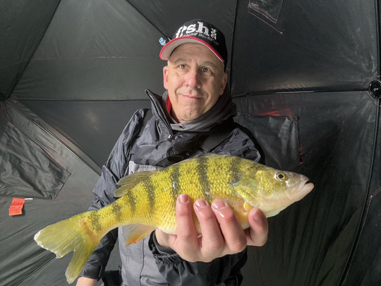 Yellow Perch