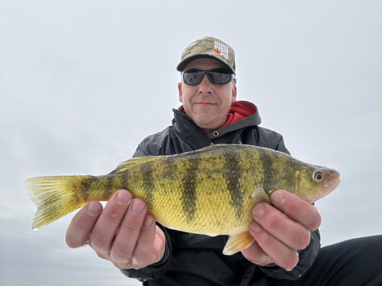 Yellow Perch