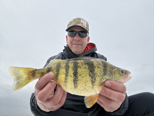 Yellow Perch