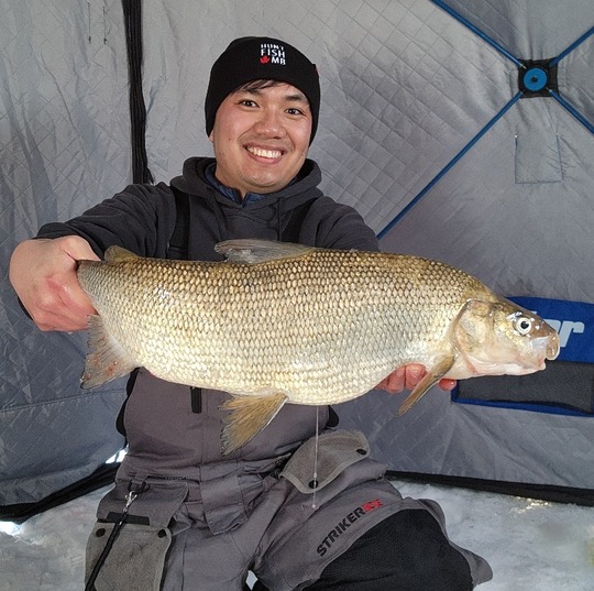 Lake Whitefish