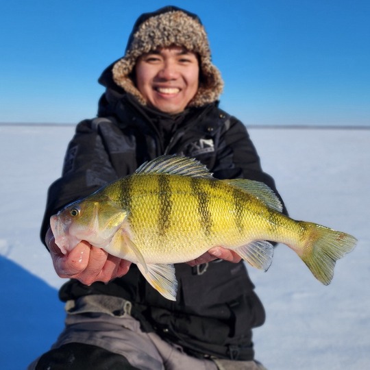 Yellow Perch