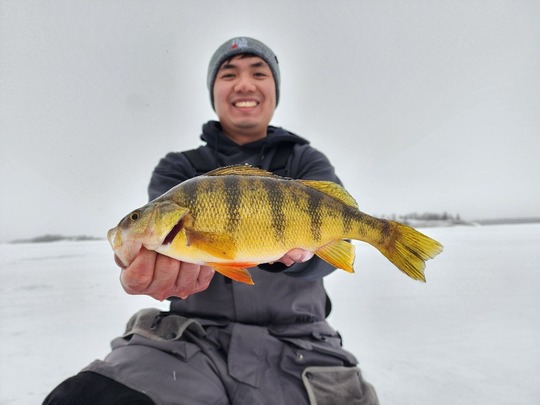 Yellow Perch