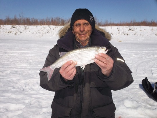 Goldeye