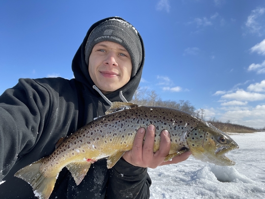 Brown Trout