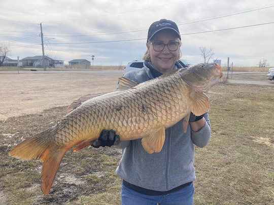 Common Carp