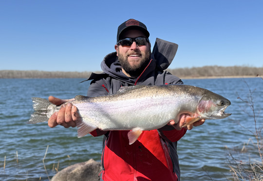 Rainbow Trout