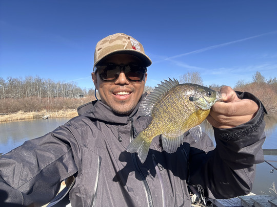 Sunfish