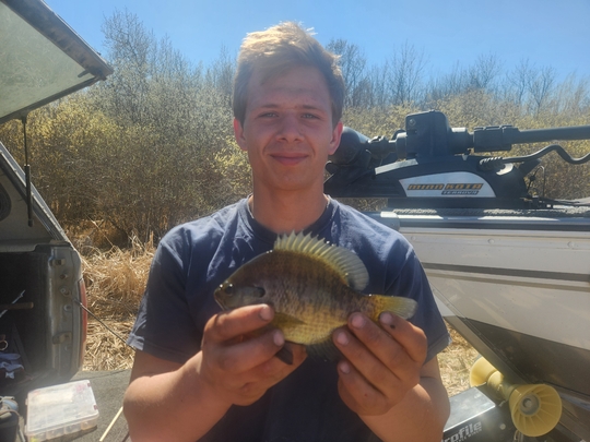 Sunfish