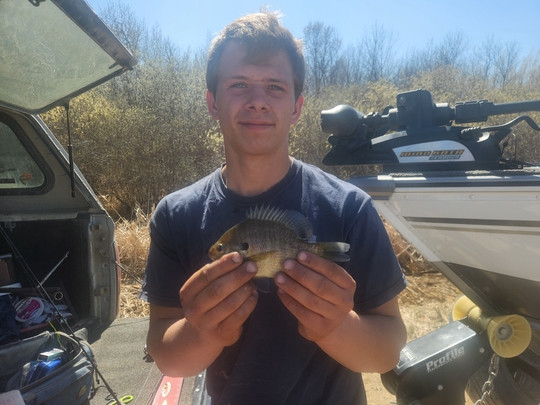Sunfish