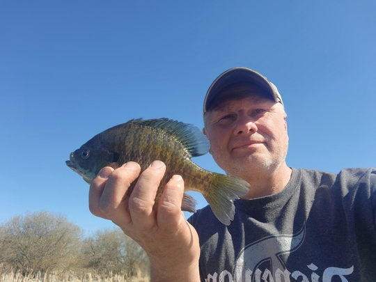 Sunfish