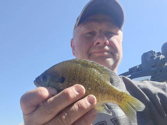 Sunfish