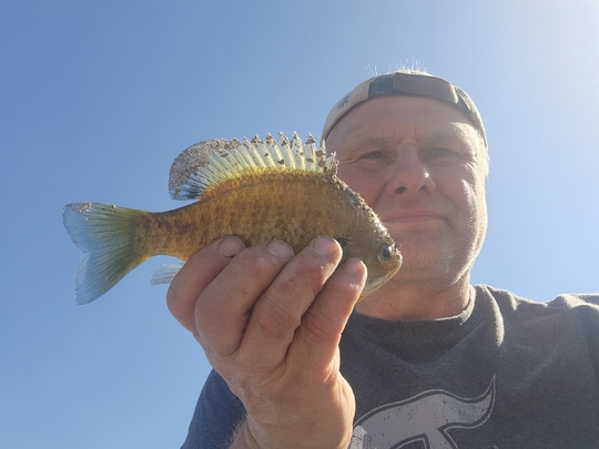 Sunfish