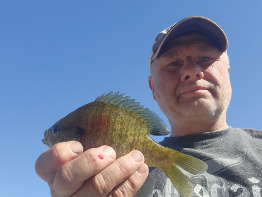 Sunfish