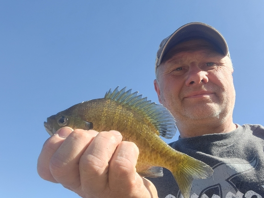 Sunfish