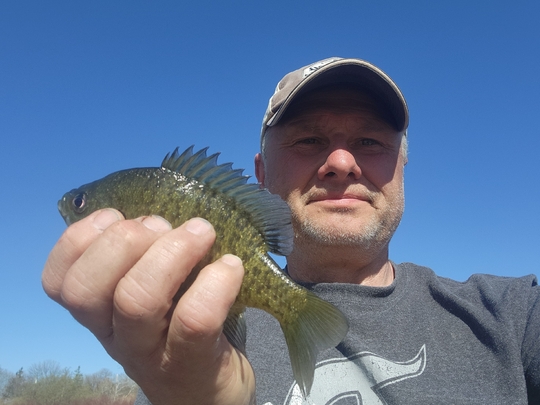 Sunfish