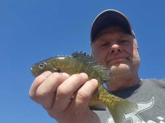 Sunfish