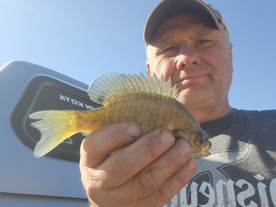 Sunfish