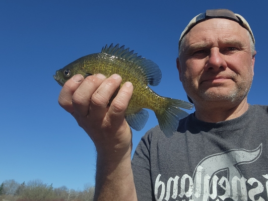 Sunfish