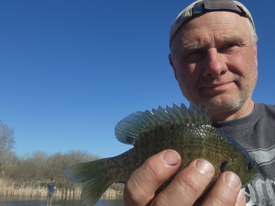 Sunfish