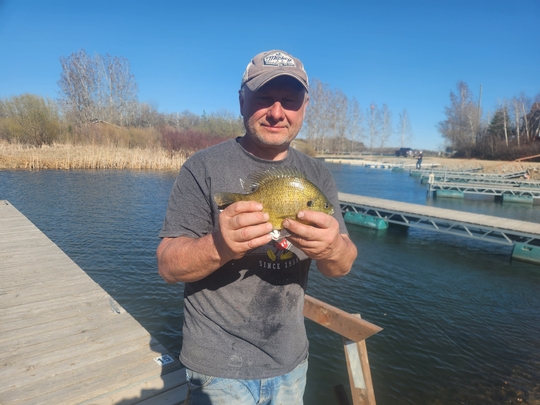 Sunfish