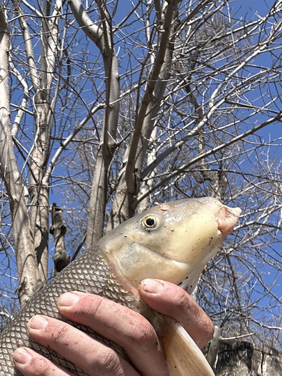 Sucker