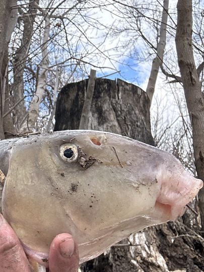 Sucker