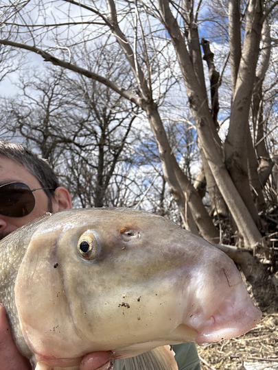 Sucker